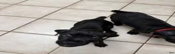 Cane Corso dogs for sale: Pocahontas  - Ad 6