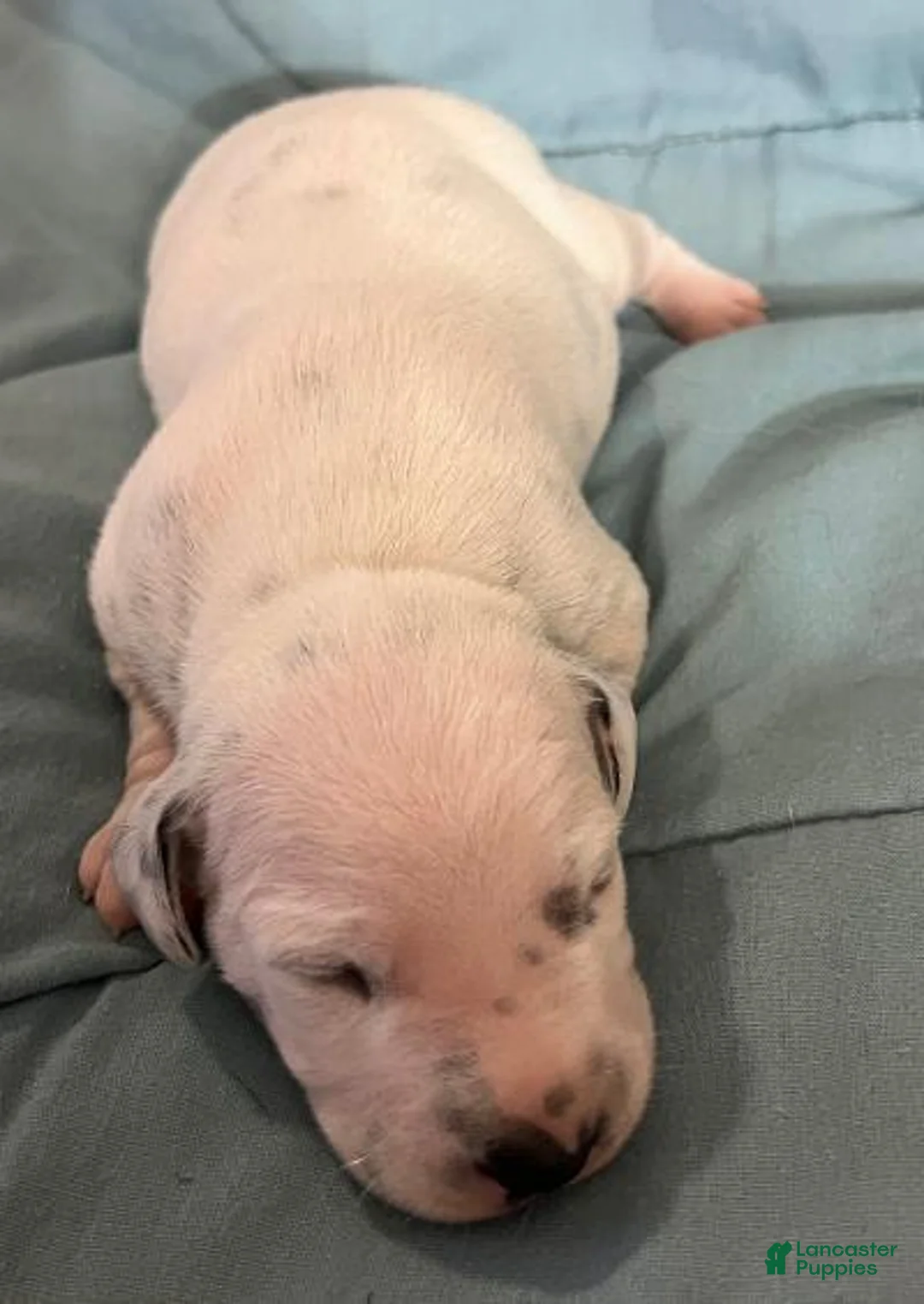 Dalmatian dogs for sale: Dalmatian Puppy 2 - Ad 1