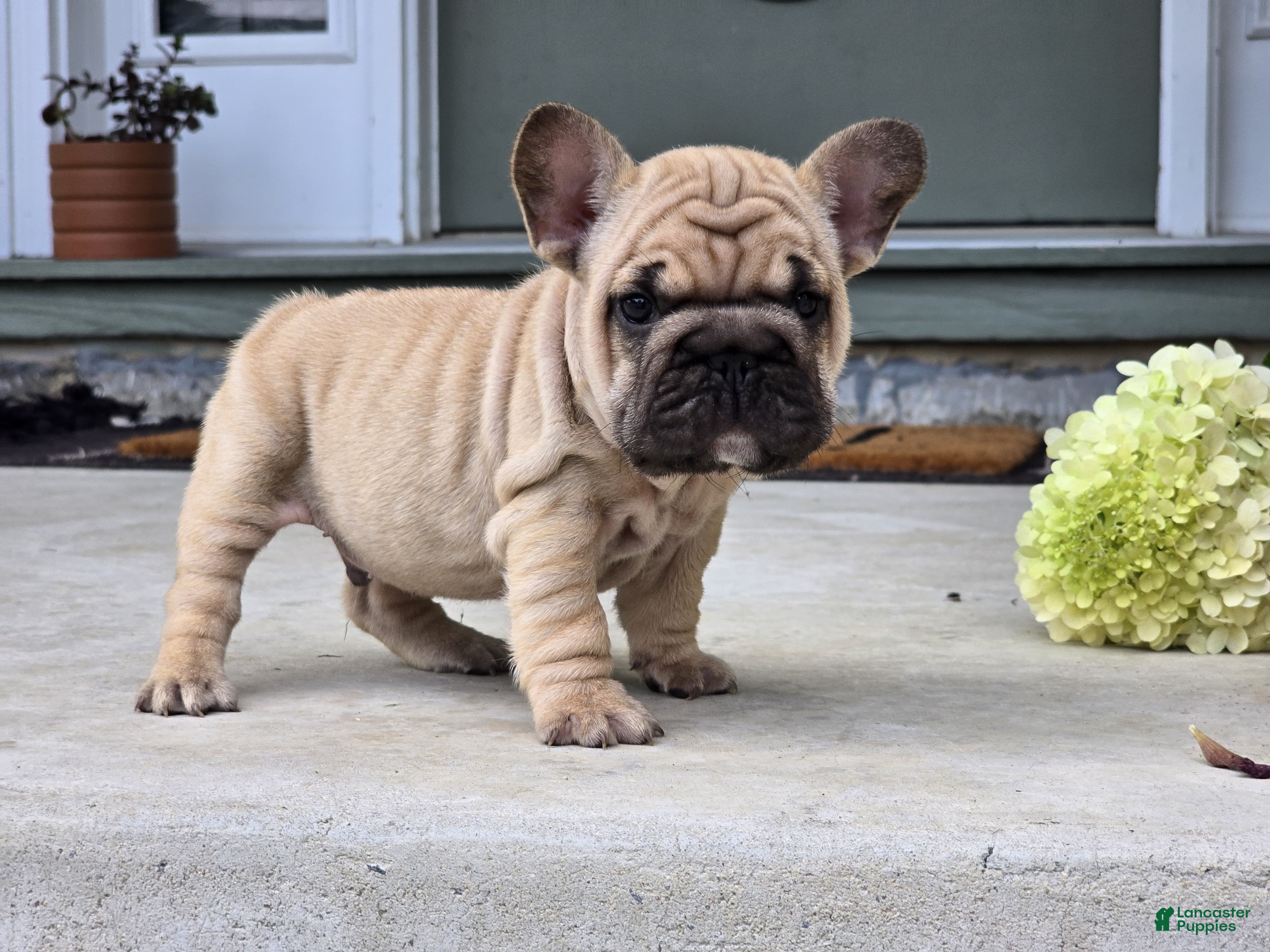 French Bulldog dogs Percy - Ad 1