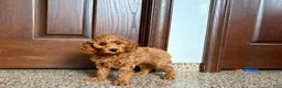 Cockapoo dogs for sale: Cockapoo male 1 - Ad 5