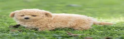 Maltipoo dogs for sale: Millie Maltipoo  - Ad 4