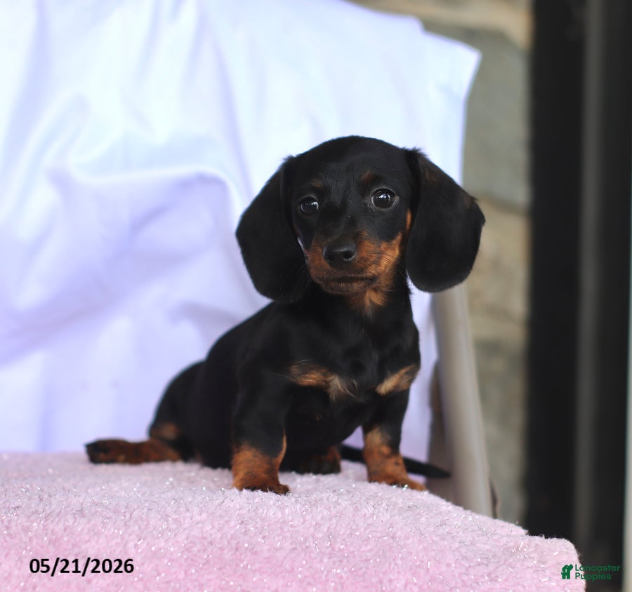 Miniature Dachshund dogs Carol - Ad 1