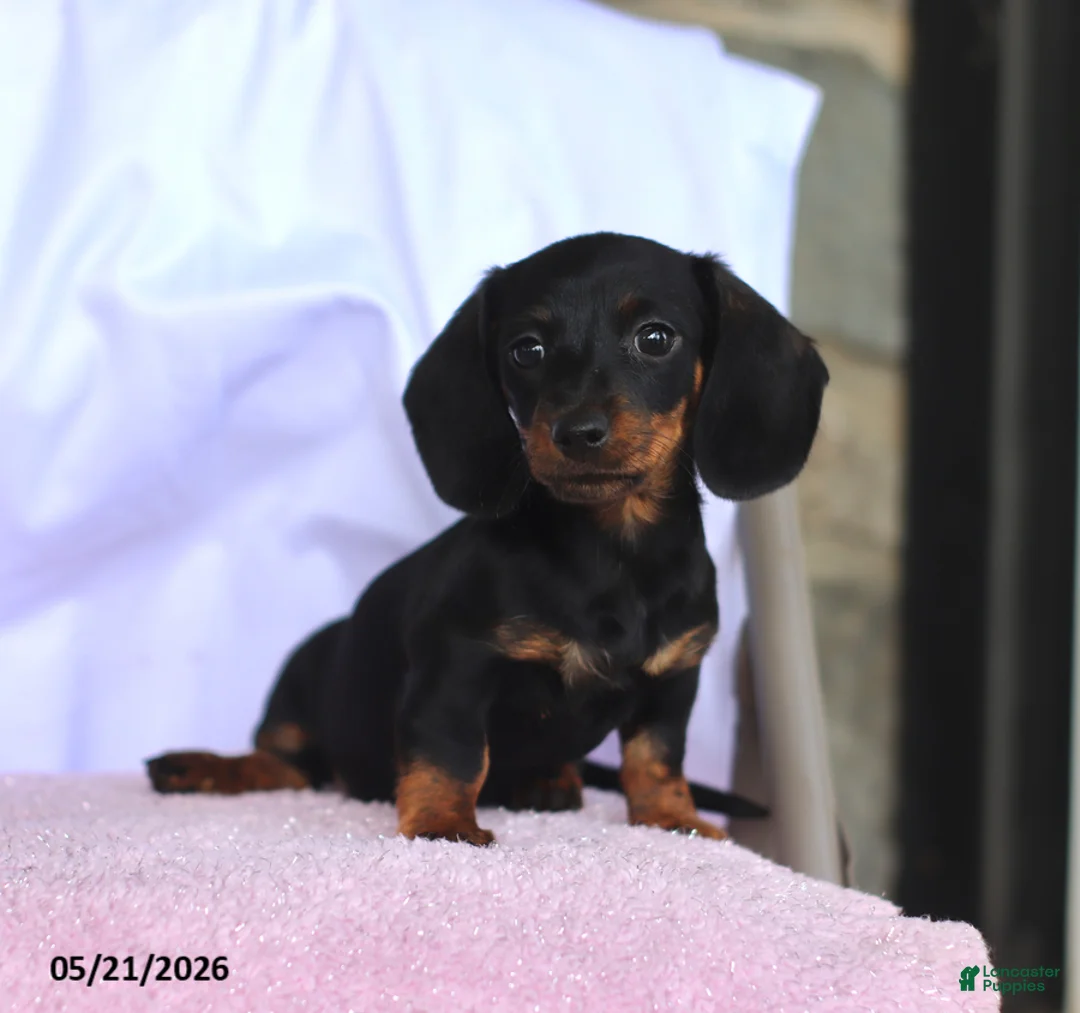 Miniature Dachshund dogs for sale: Carol - Ad 1