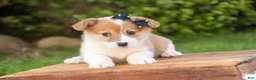 Welsh Corgi Pembroke dogs for sale: Mila Welsh Corgi Pembroke  - Ad 4
