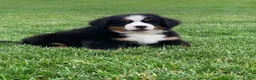 Bernese Mountain Dog dogs for sale: Willow  - Ad 10