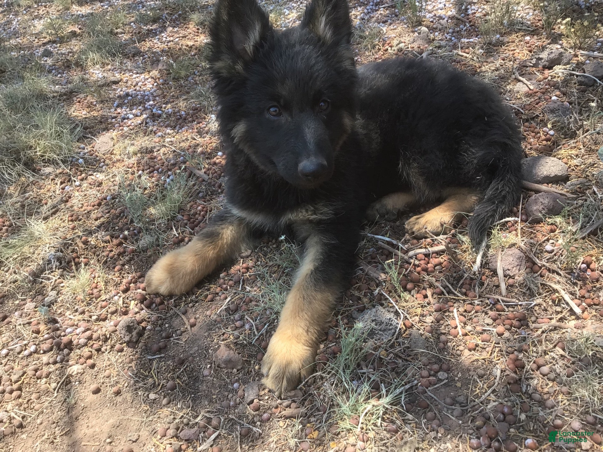 German Shepherd dogs German Shepherd 3 - Ad 20
