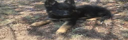 German Shepherd dogs for sale: German Shepherd 3 - Ad 1