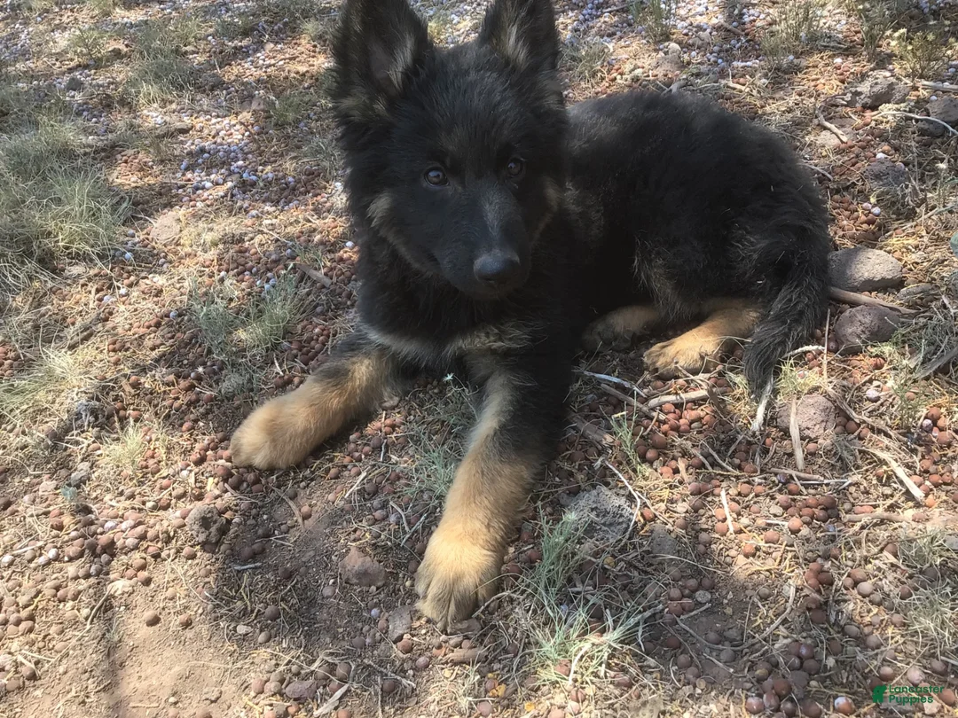 German Shepherd dogs for sale: German Shepherd 3 - Ad 1