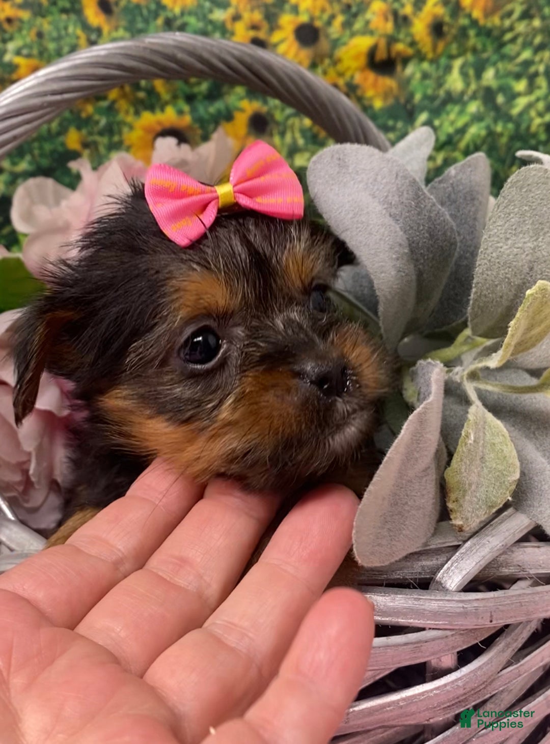 Shorkie dogs for sale: Teacup Lexi - Ad 6