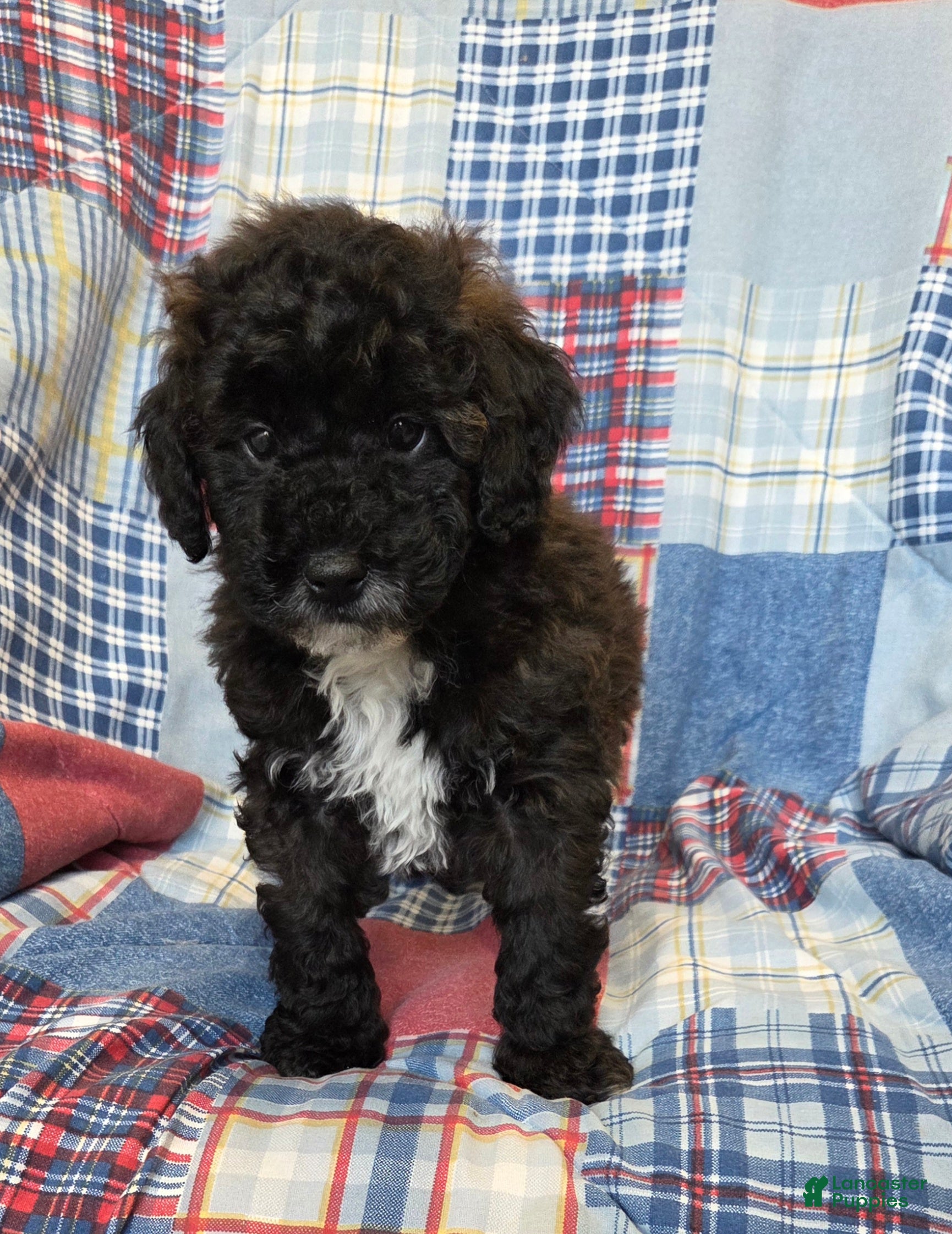 Mini Goldendoodle dogs Corey - Ad 2