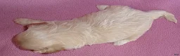 Shihpoo dogs for sale: Gidget - Ad 5