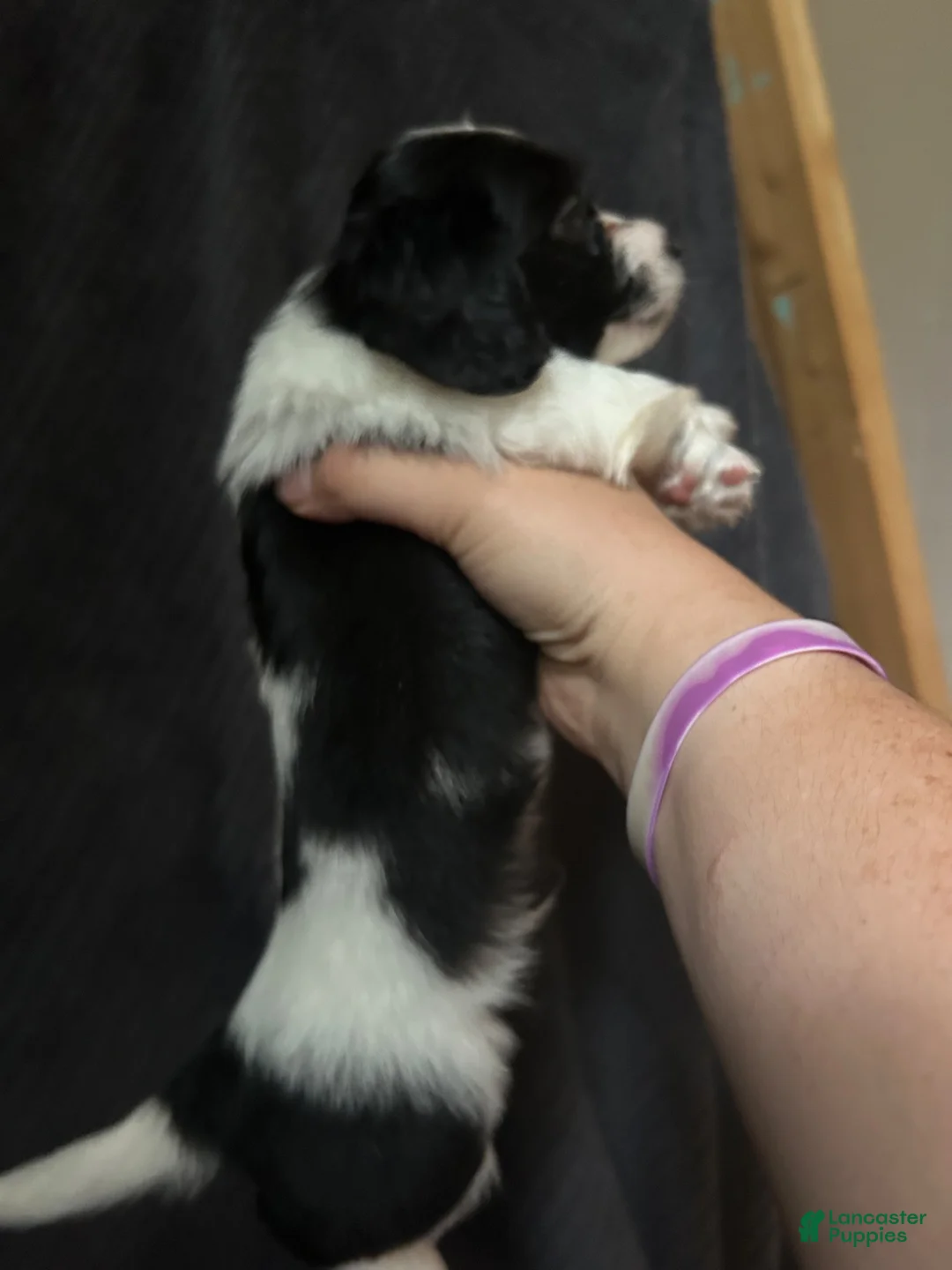 Dorkie dogs for sale: Bingo  - Ad 2