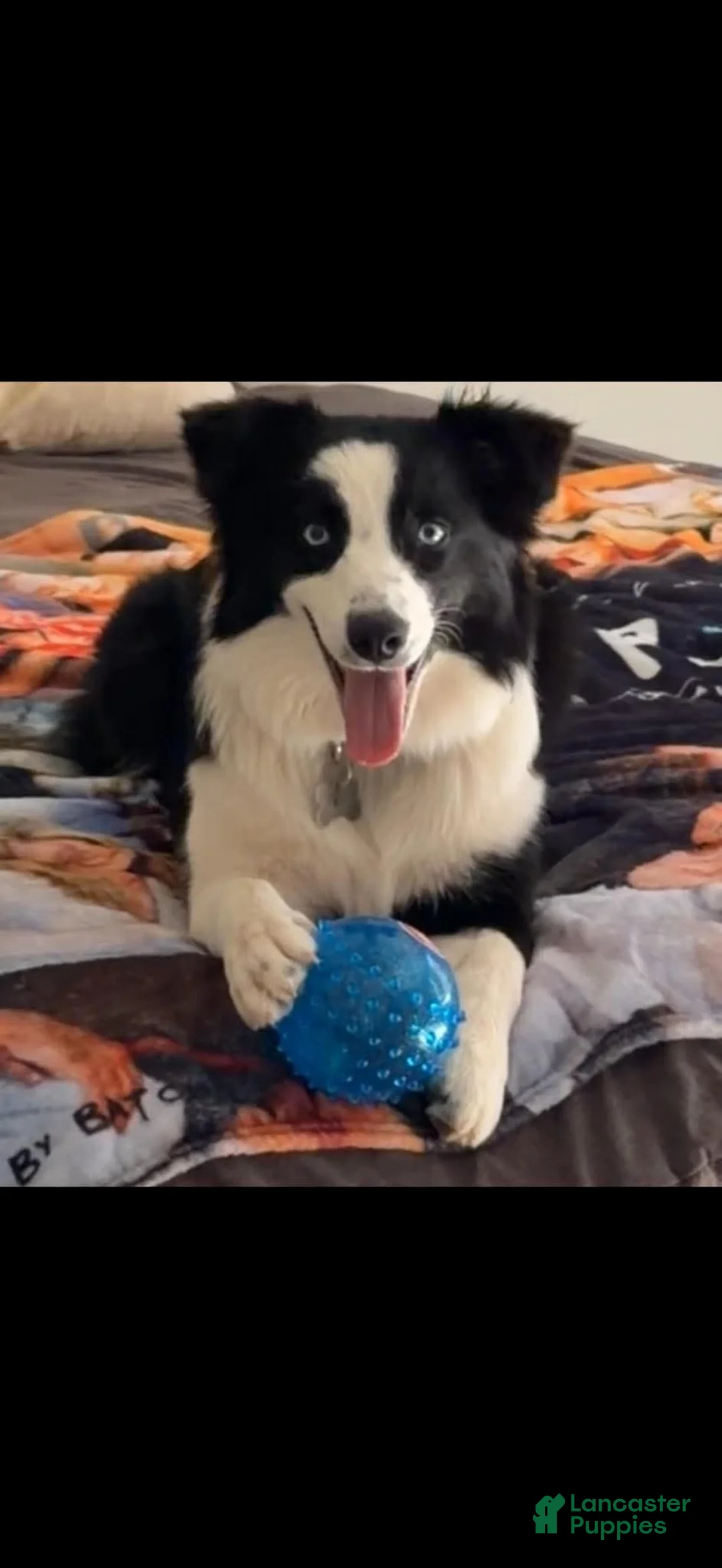 Mixed Breed dogs for sale: Baby - Ad 2