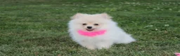 Pomeranian dogs for sale: Ruby - Ad 6