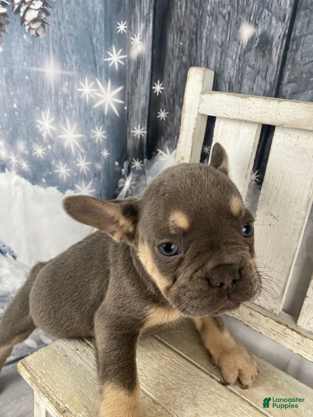 French Bulldog dogs for sale: Zoey - Ad 17
