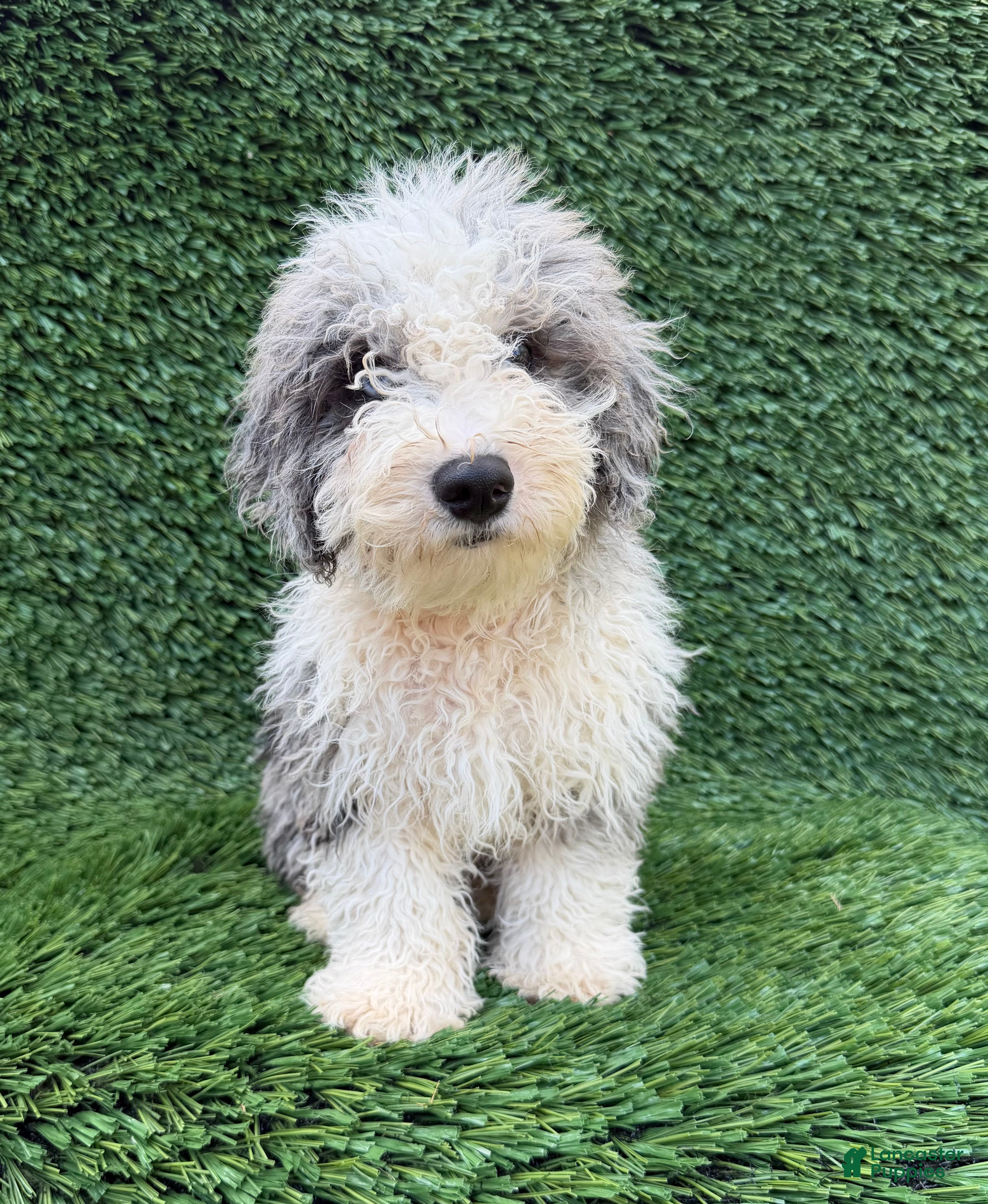 Mixed Breed dogs Bozo - Ad 1