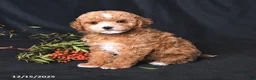 Toy Poodle dogs for sale: Cody - Ad 4