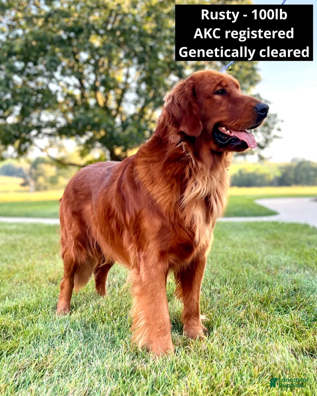 Golden Retriever dogs for sale: Golden Retriever Puppy - Stella - Ad 24