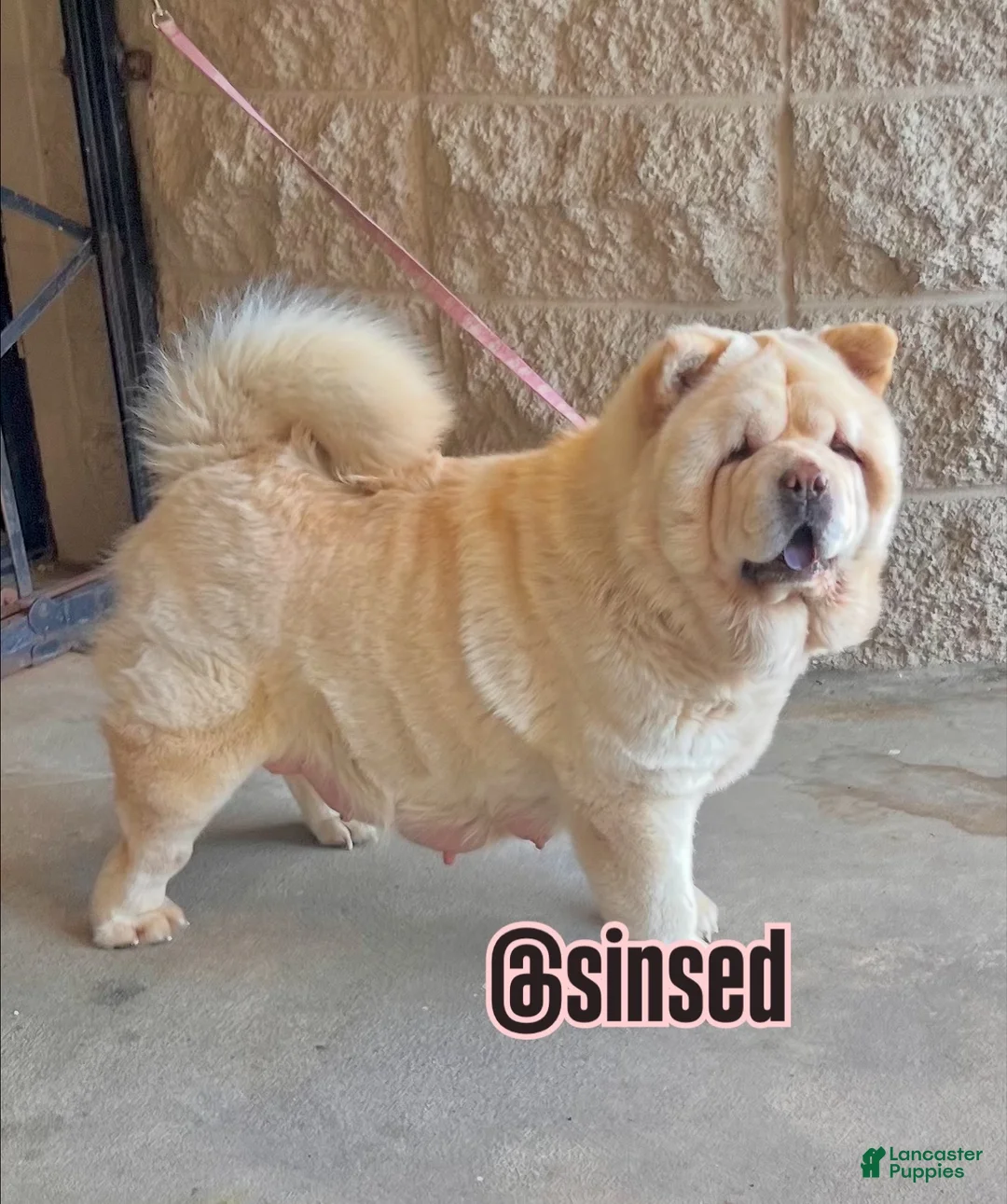 Chow Chow dogs for sale: St Nick  - Ad 3