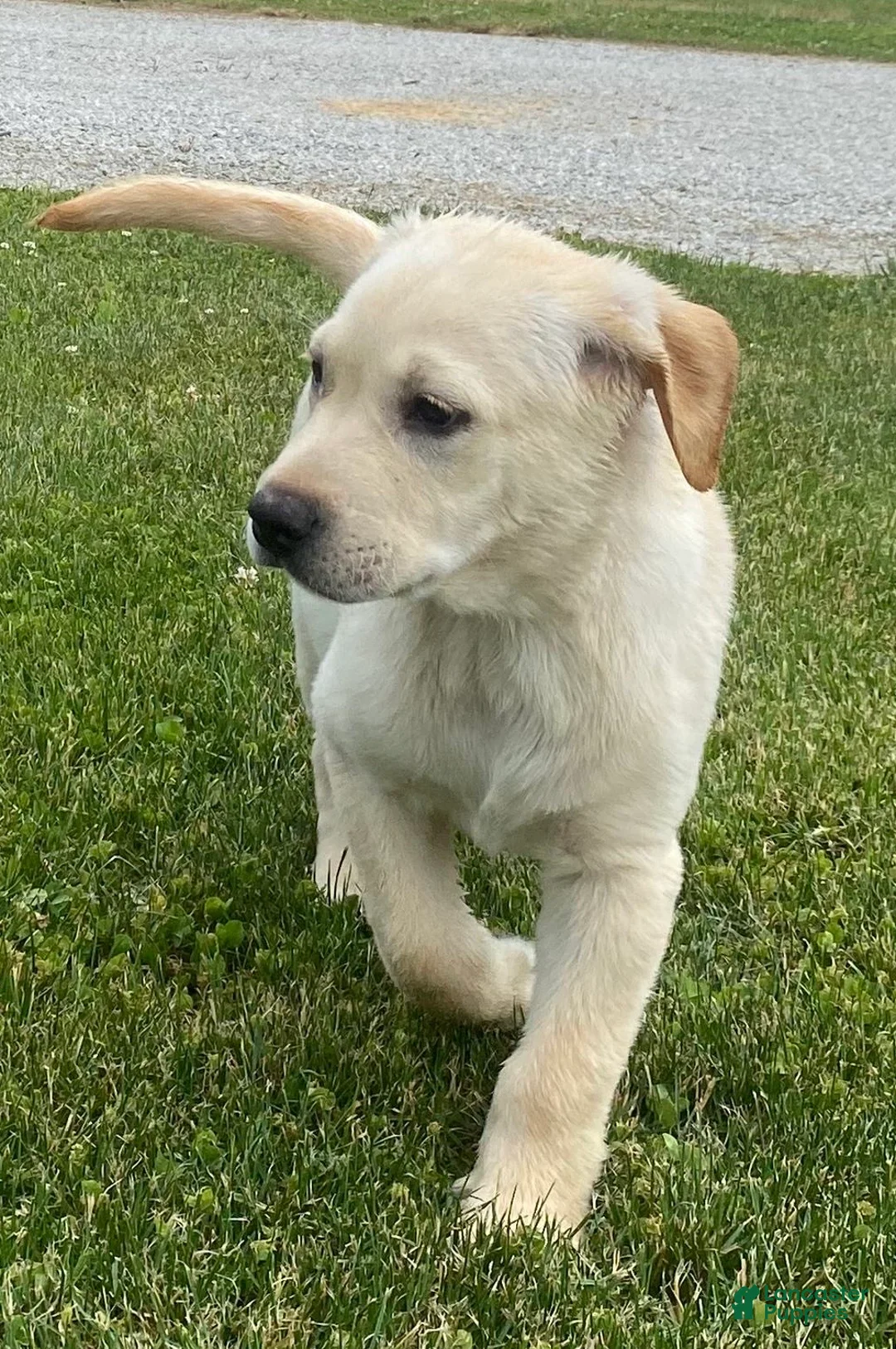 Mixed Breed dogs for sale: Mixed Breed 1 - Ad 1