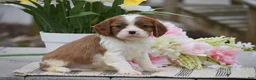 Cavalier King Charles Spaniel dogs for sale: Cassidy - Ad 2