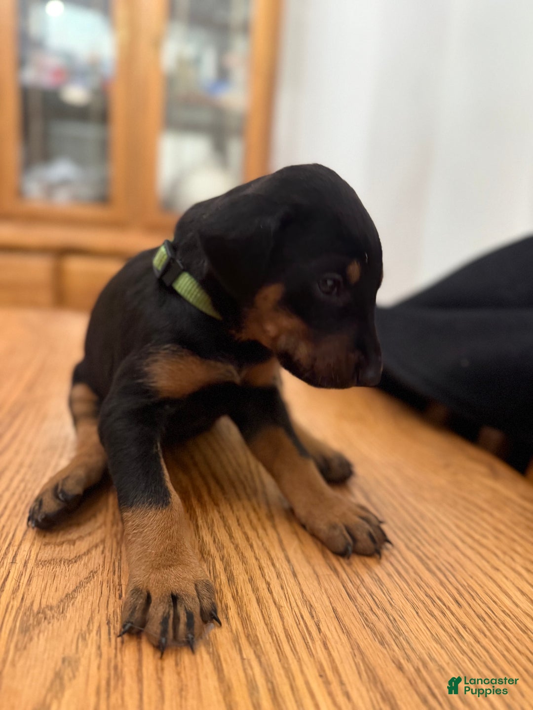 Doberman Pinscher dogs for sale: Lee - Ad 1
