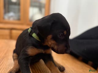 Doberman Pinscher dogs Lee - Ad 33