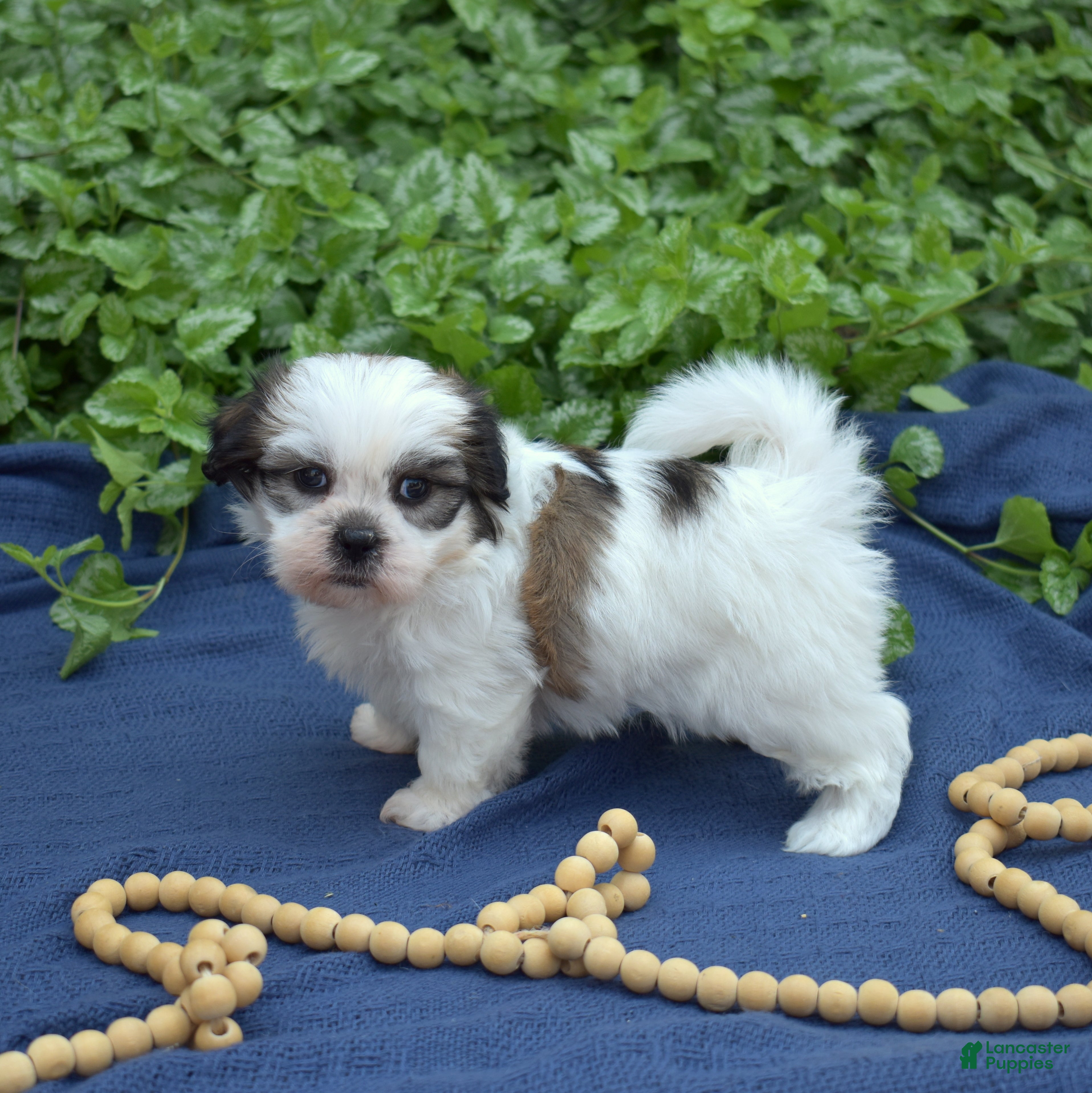 Shih Tzu dogs Cocoa  - Ad 2