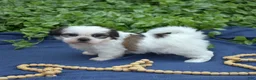 Shih Tzu dogs for sale: Cocoa  - Ad 2