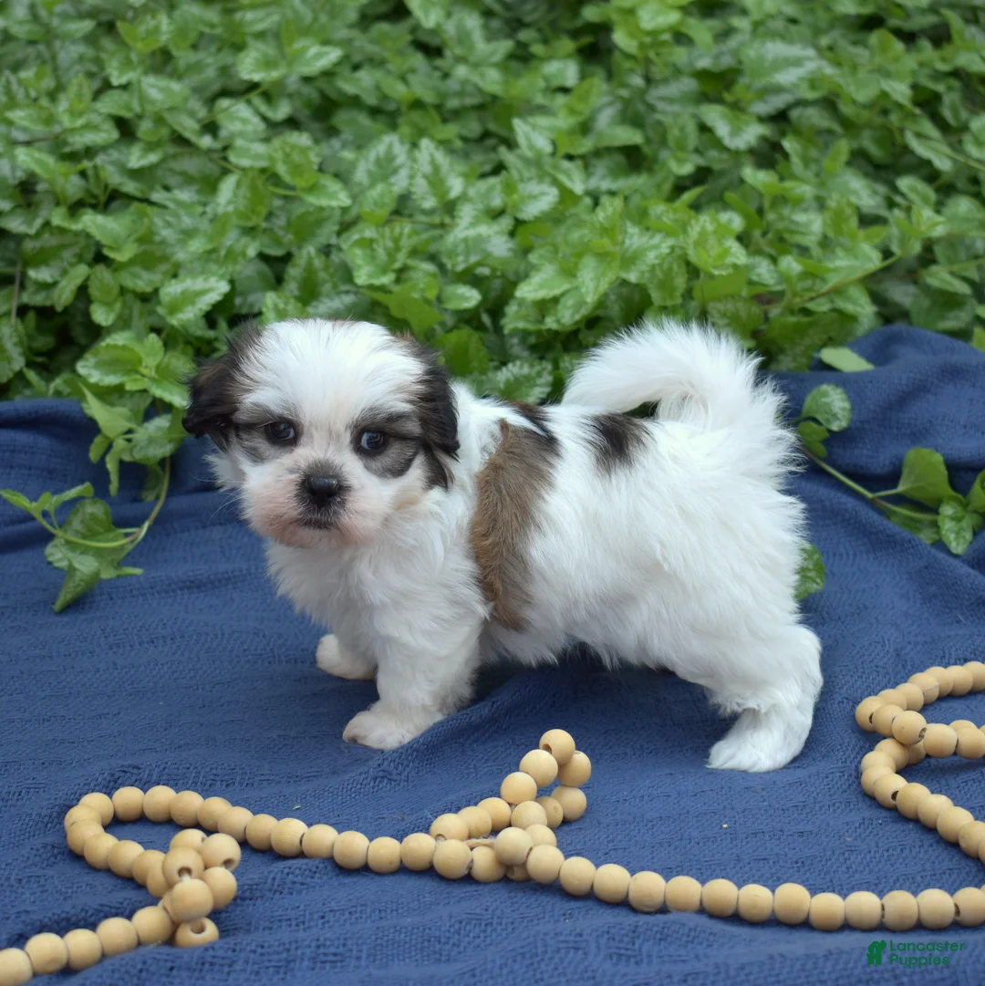 Shih Tzu dogs for sale: Cocoa  - Ad 2