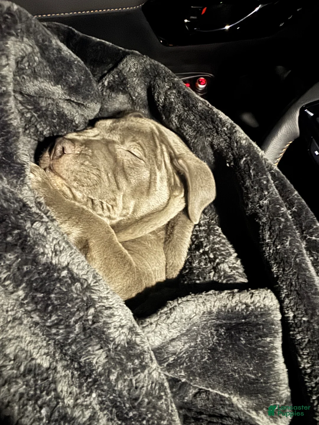 American Pit Bull Terrier dogs for sale: American Pit Bull Terrier Puppy 1 - Ad 2