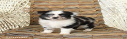 Toy Australian Shepherd dogs for sale: Carma - Ad 1