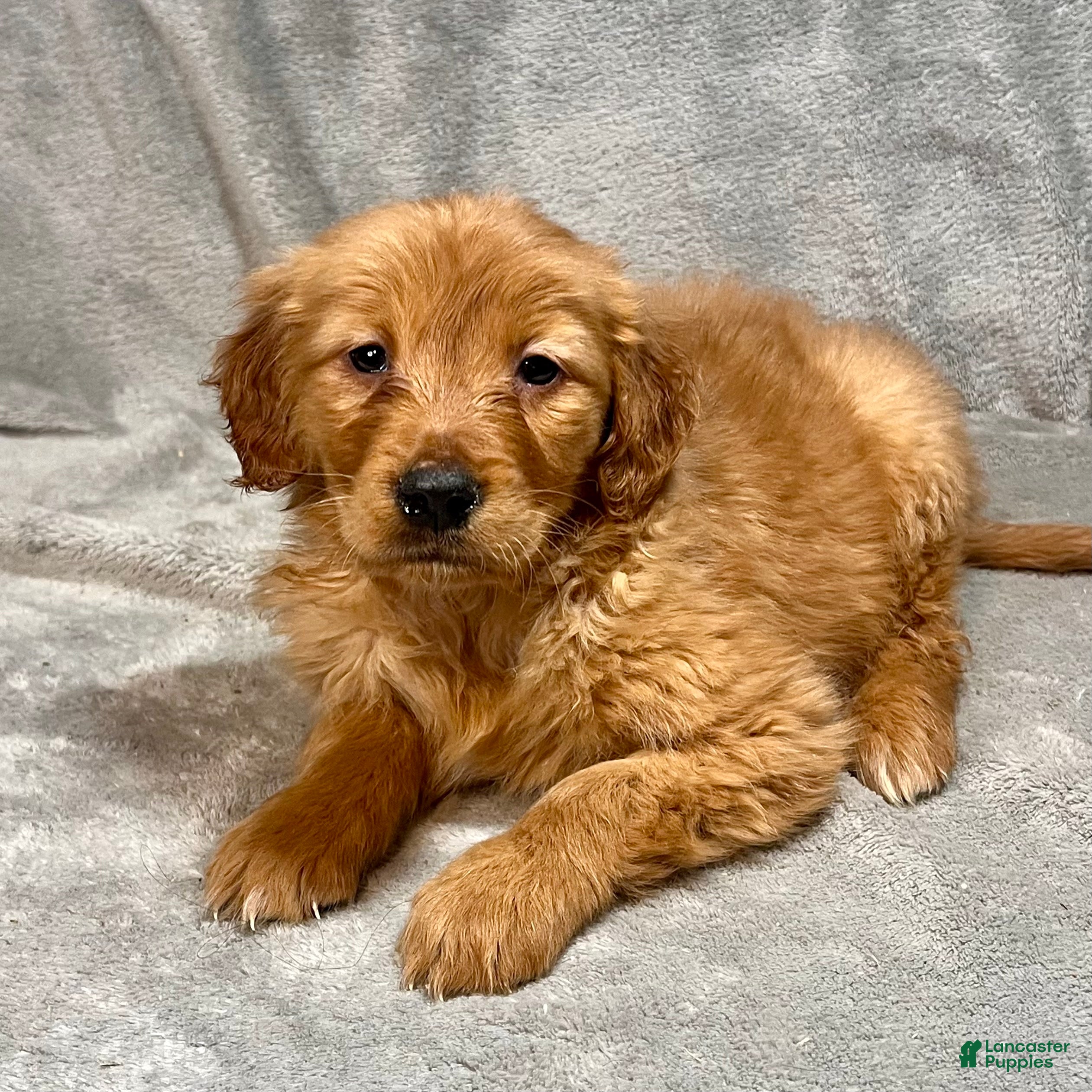 Golden Retriever dogs Ranger - Ad 2