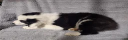 Border Collie dogs for sale: Benji  - Ad 3