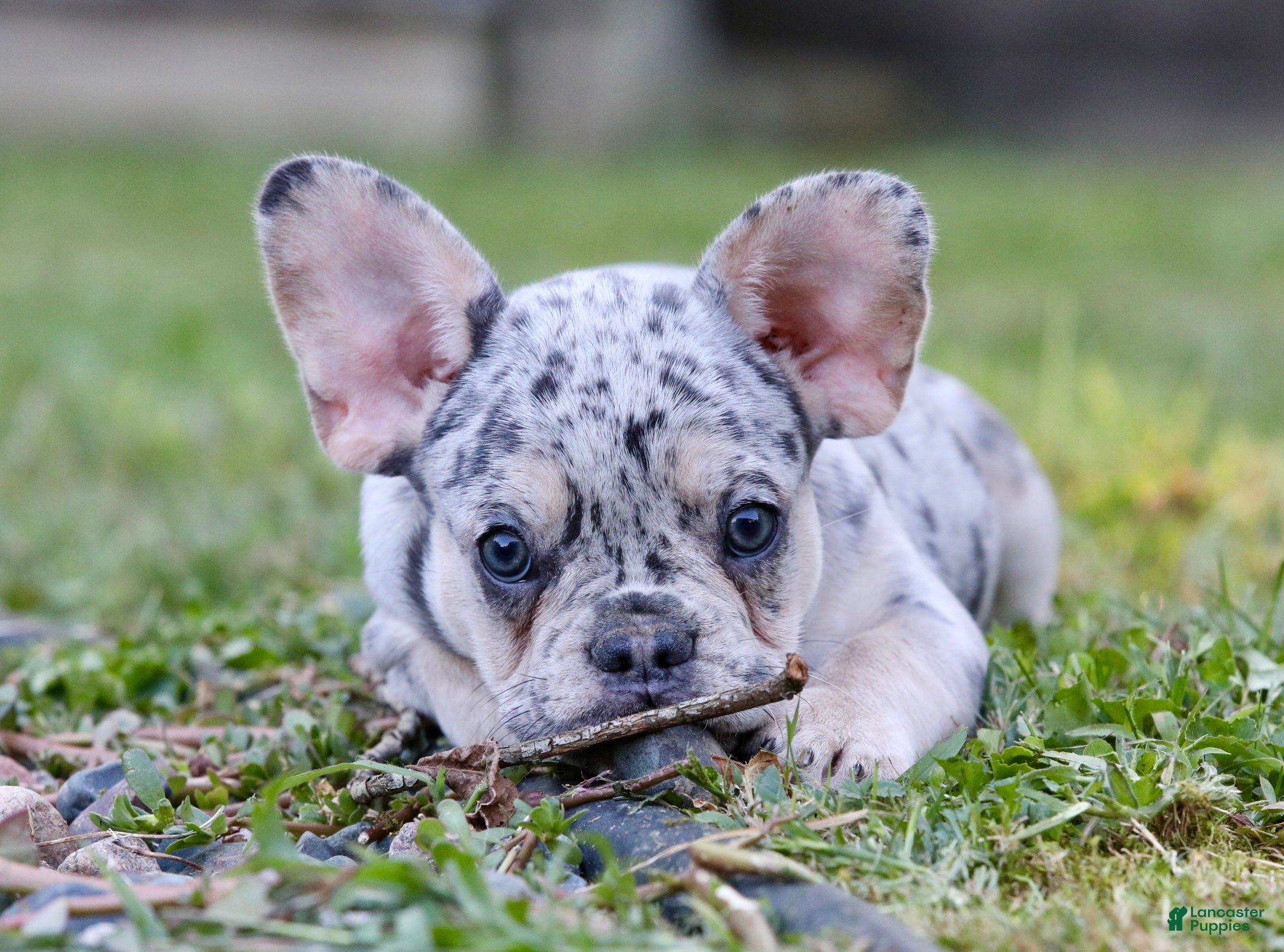 Blue Fawn Blue Eyed Merle French Bulldog Frenchie French Bulldog