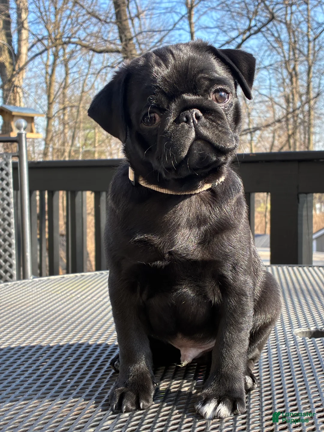 Pug dogs for sale: Hunter - Ad 1