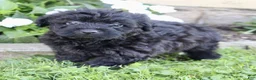 Yorkiepoo dogs for sale: Sugar - Ad 4
