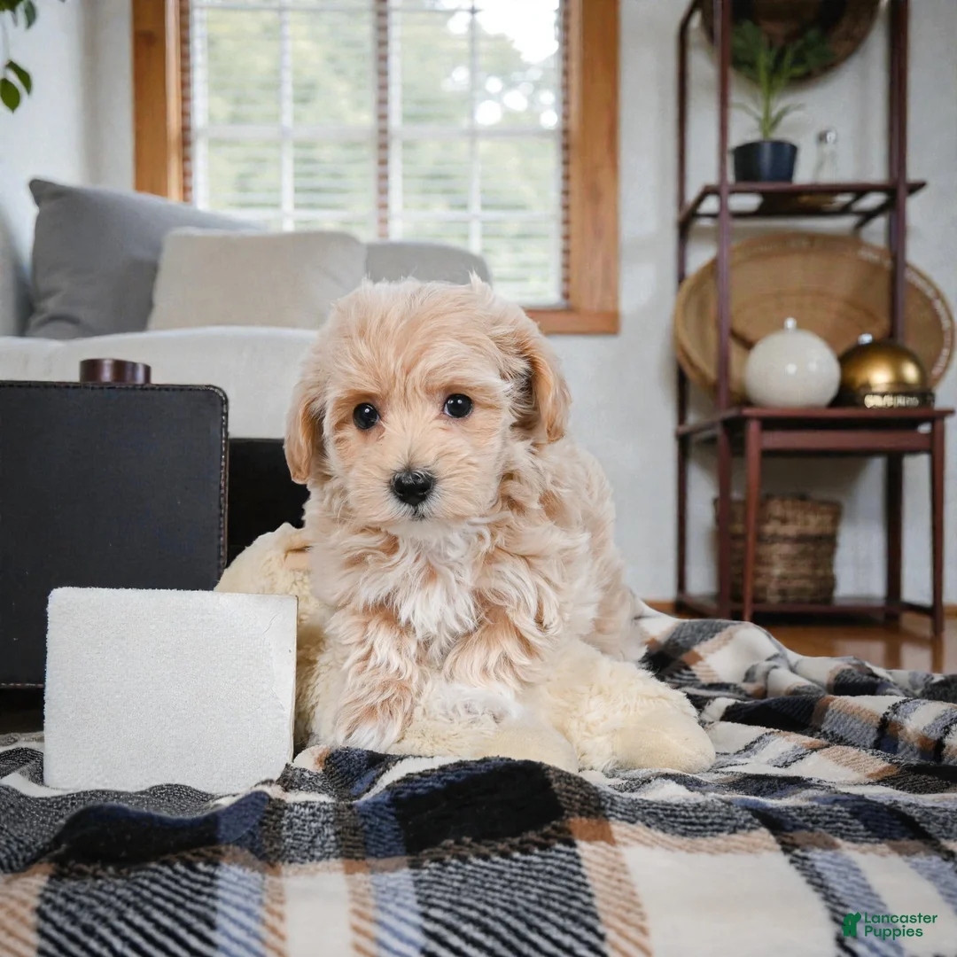 Maltipoo dogs for sale: JOY - Ad 4