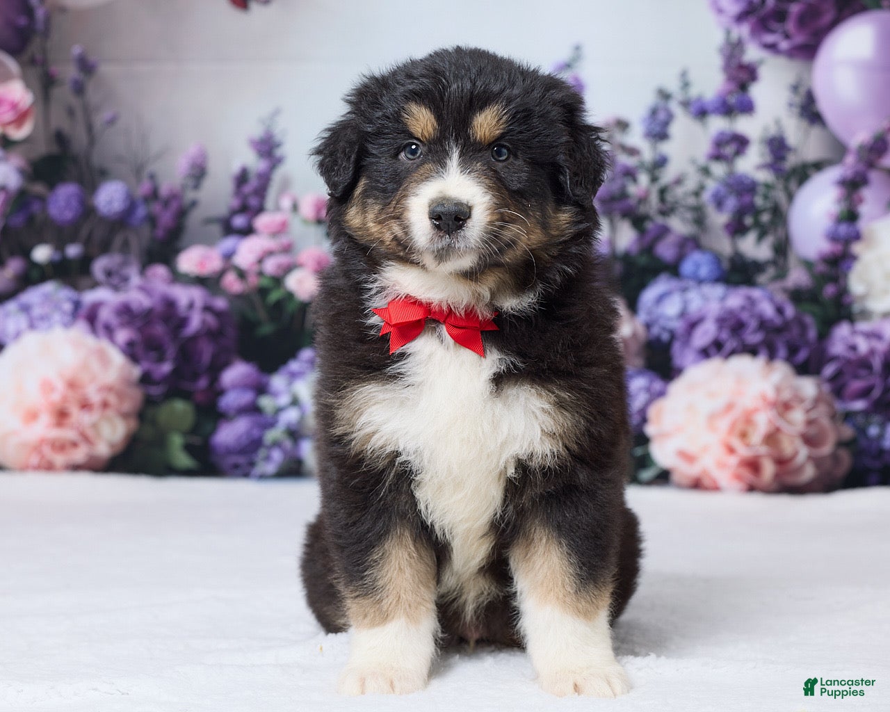 Australian Shepherd dogs Astro - Ad 1