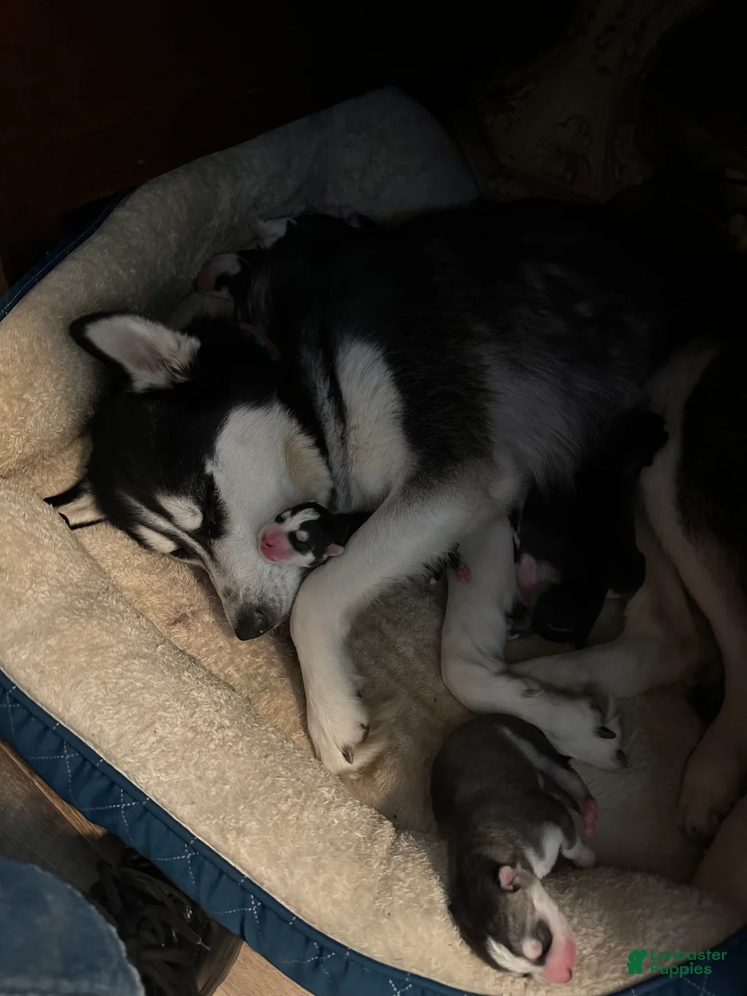 Gallery Image {{count}}