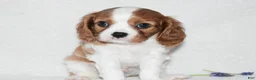 Cavalier King Charles Spaniel dogs for sale: Romeo  - Ad 4