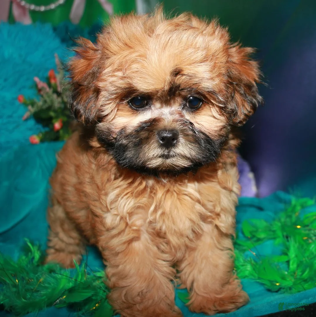 Shihpoo dogs for sale: CoCo - Ad 2