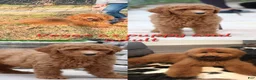 Goldendoodle dogs for sale: Mini Goldendoodle 8 - Ad 7