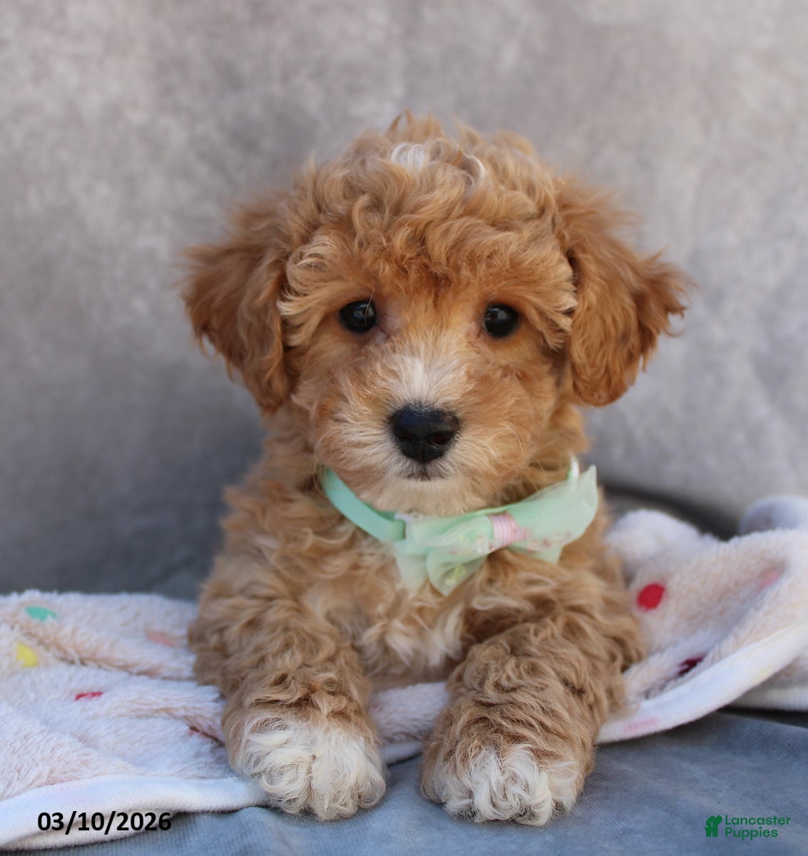 Bichpoo dogs Cami - Ad 1