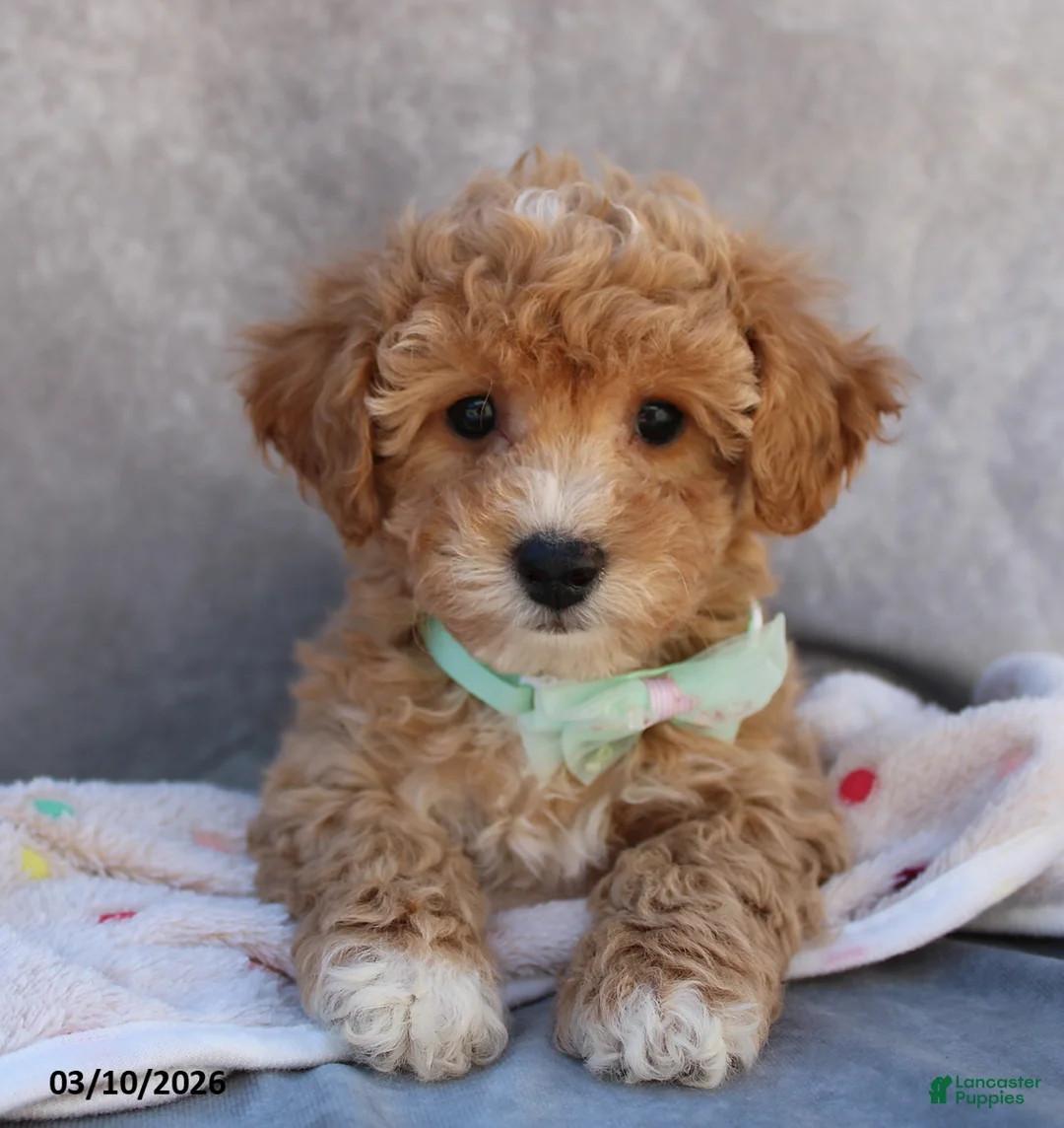 Bichpoo dogs for sale: Cami - Ad 1