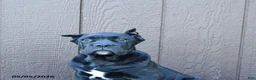 Cane Corso dogs for sale: Bandit - Ad 7