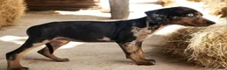 Catahoula Leopard Dog dogs for sale: Jesse 2026 F4 - Ad 4