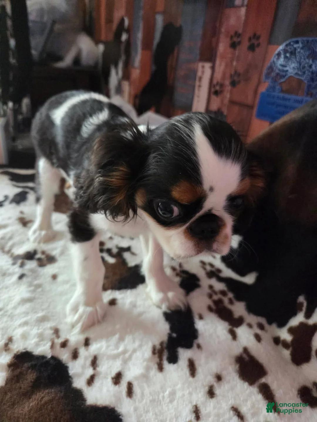 King Charles Spaniel dogs for sale: Boy 3 - Ad 2