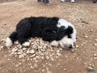 Old English Sheepdog dogs Old English Sheepdog Puppy 3 - Ad 6