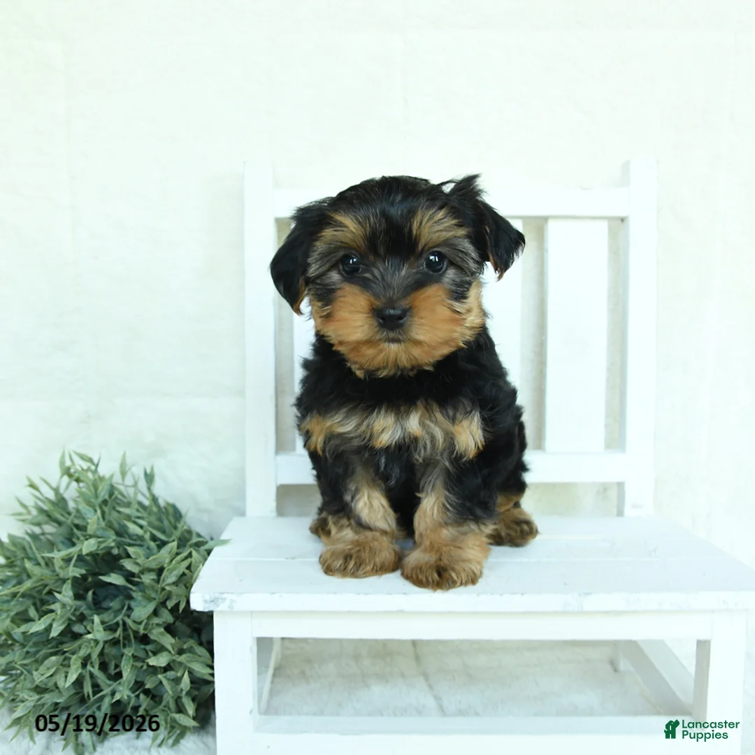 Yorkshire Terrier dogs for sale: Barry - Ad 2